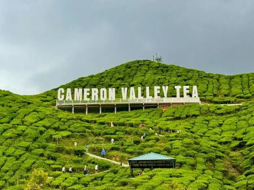 Cameron Valley Tea House - Kedai teh dengan pemandangan